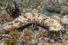 sea cucumber